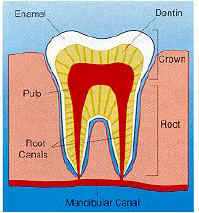 What Is The Difference Between Periodontics And Endodontics
